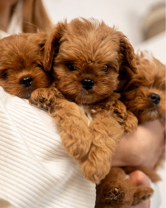 Maltipovska Club - puppies photo