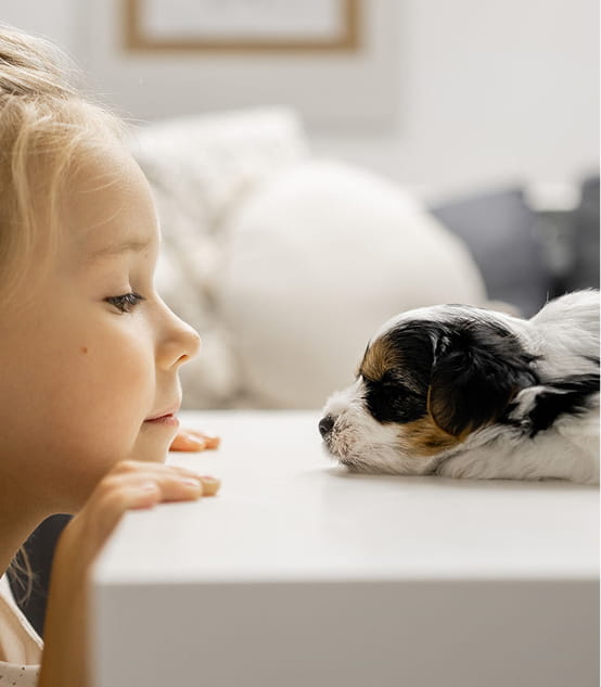 Young child and small tricolor puppy lying face to face on a white surface indoors.