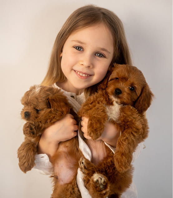 Smiling young girl holding two fluffy brown puppies with white patches.