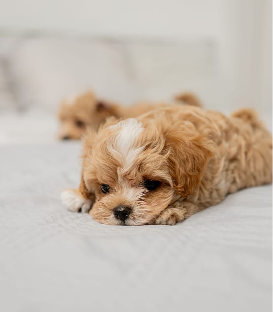 Maltipovska Club - puppies photo