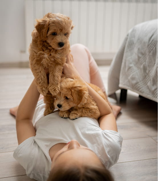 Person lying on the floor holding two small fluffy brown puppies, one on the chest and one being held up.