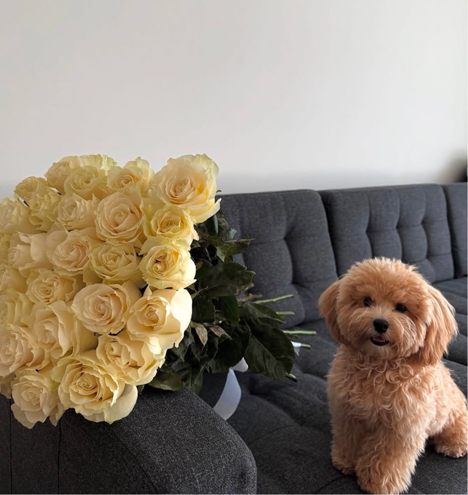 Maltipovska Club - puppies photo