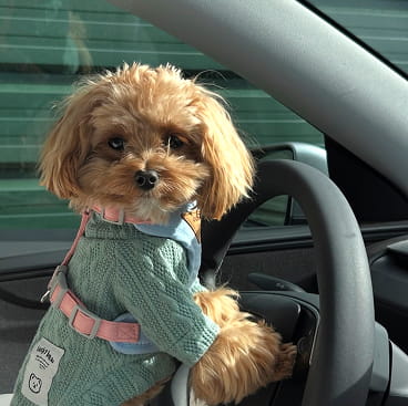 Maltipovska Club - puppies photo