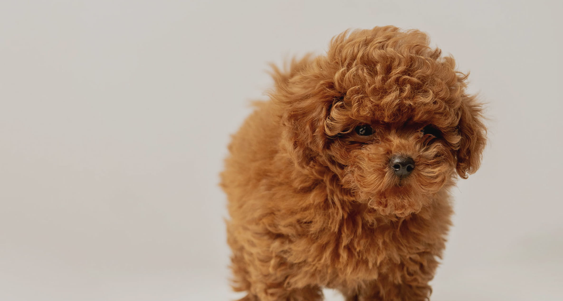 Maltipovska Club - puppies photo