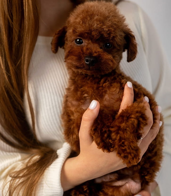 Small fluffy brown puppy being gently held by a person wearing a white sweater.