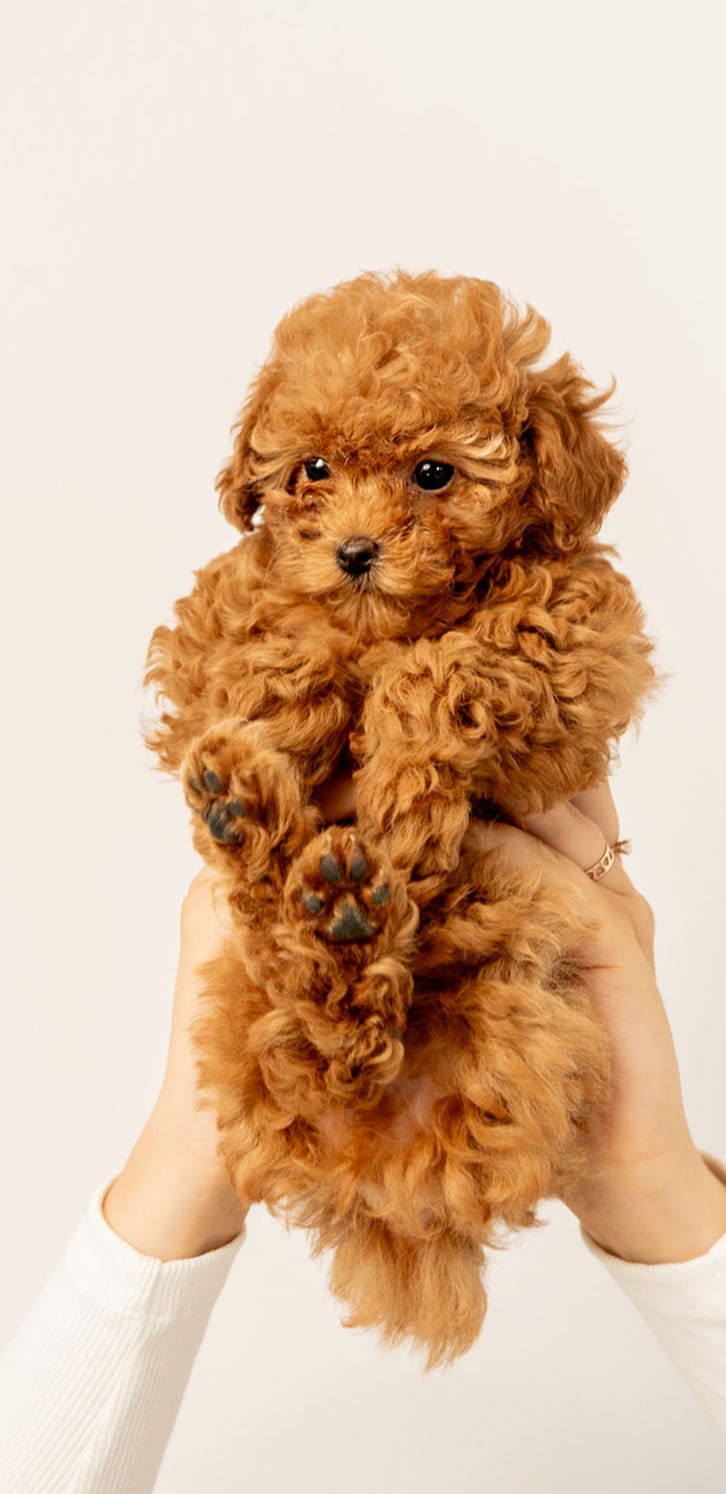 Small fluffy brown puppy being held up by two hands against a plain background.