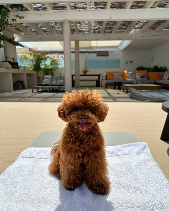 Maltipovska Club - puppies photoMaltipovska Club - puppies photo