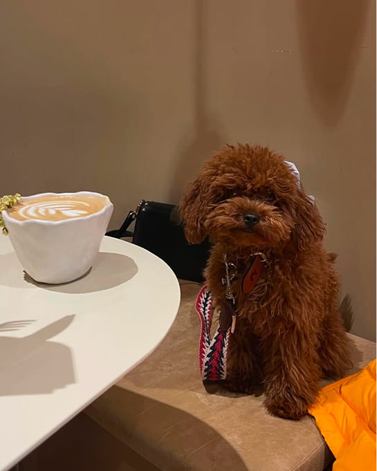 Maltipovska Club - puppies photo