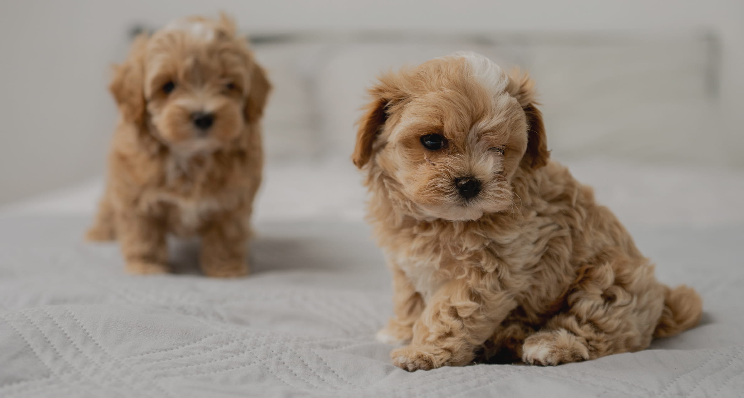 Maltipovska Club - puppies photo
