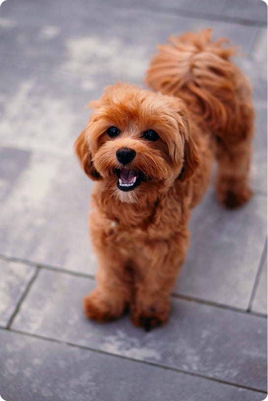 Maltipovska Club - puppies photo