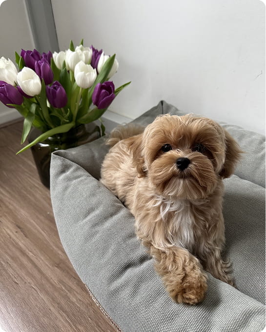 Maltipovska Club - puppies photo