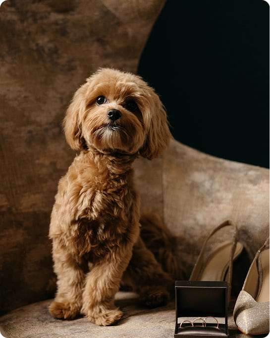 Maltipovska Club - puppies photo