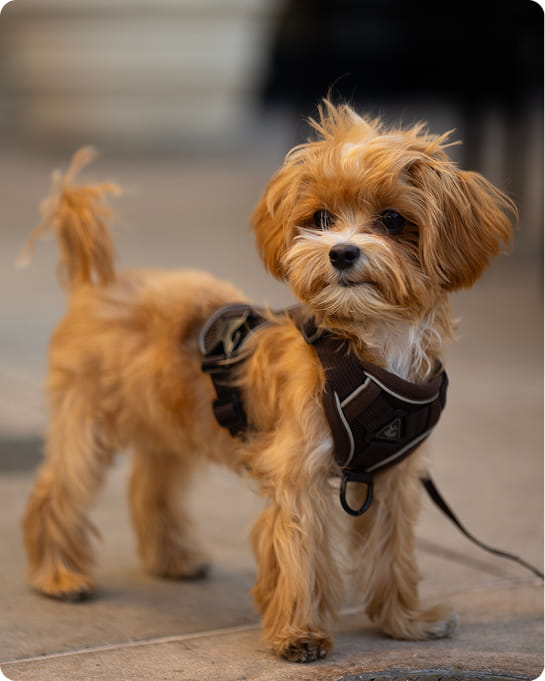 Maltipovska Club - puppies photo