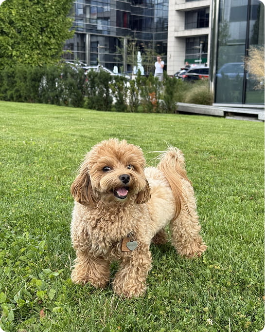 Maltipovska Club - puppies photo