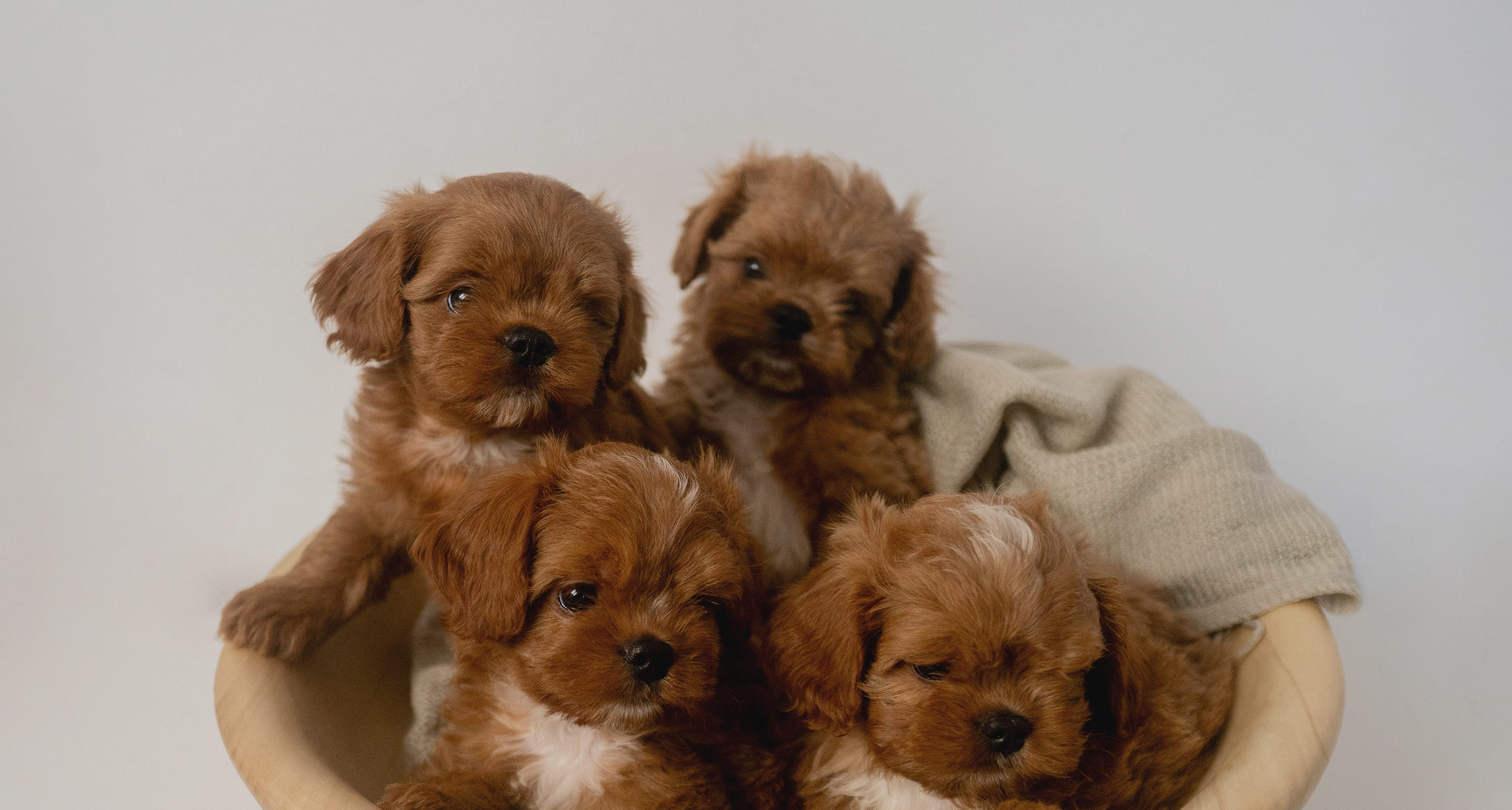 Four brown fluffy puppies sitting together in a beige basket with a light-colored blanket.