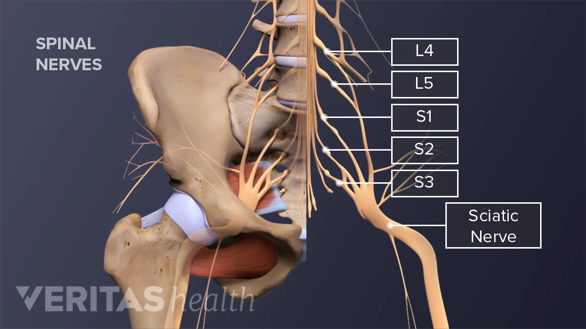Illustration of spinal nerves and sciatic nerve, labeled L4, L5, S1, S2, S3.