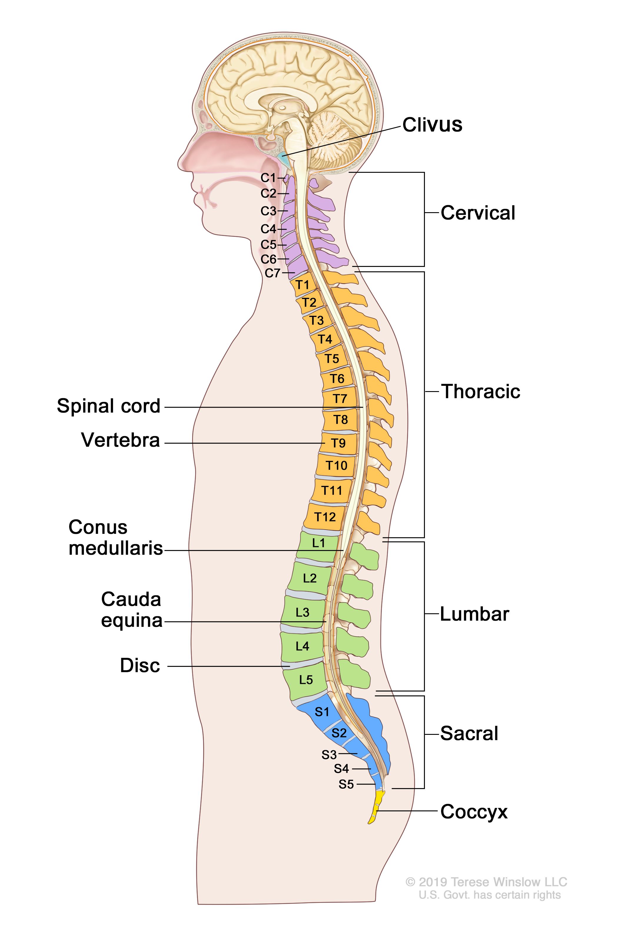 Side view diagram of human spinal cord labeled with regions: Cervical, Thoracic, Lumbar, Sacral, Coccyx.