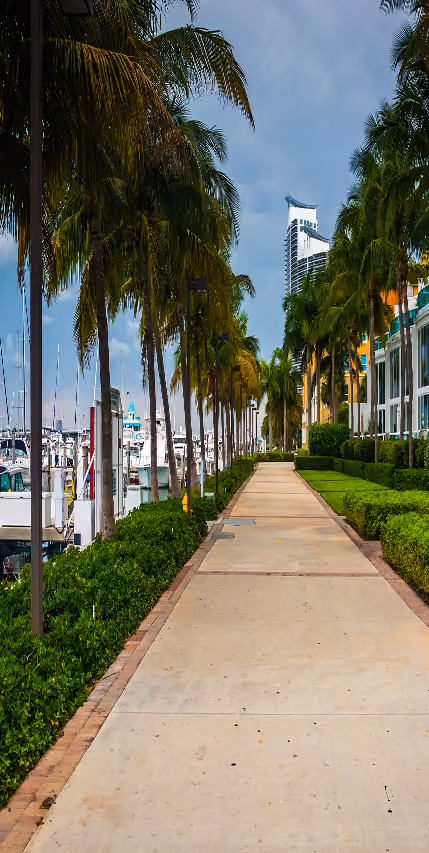 Palm tree-lined walkway beside marina boats and modern buildings in sunny South Beach, Miami.