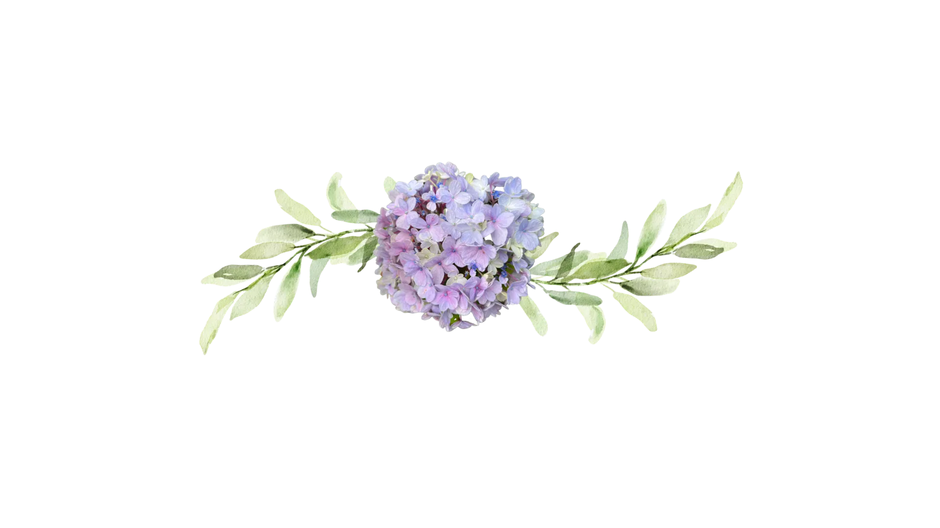 Purple and blue hydrangea flower with green sage leaves on both sides.