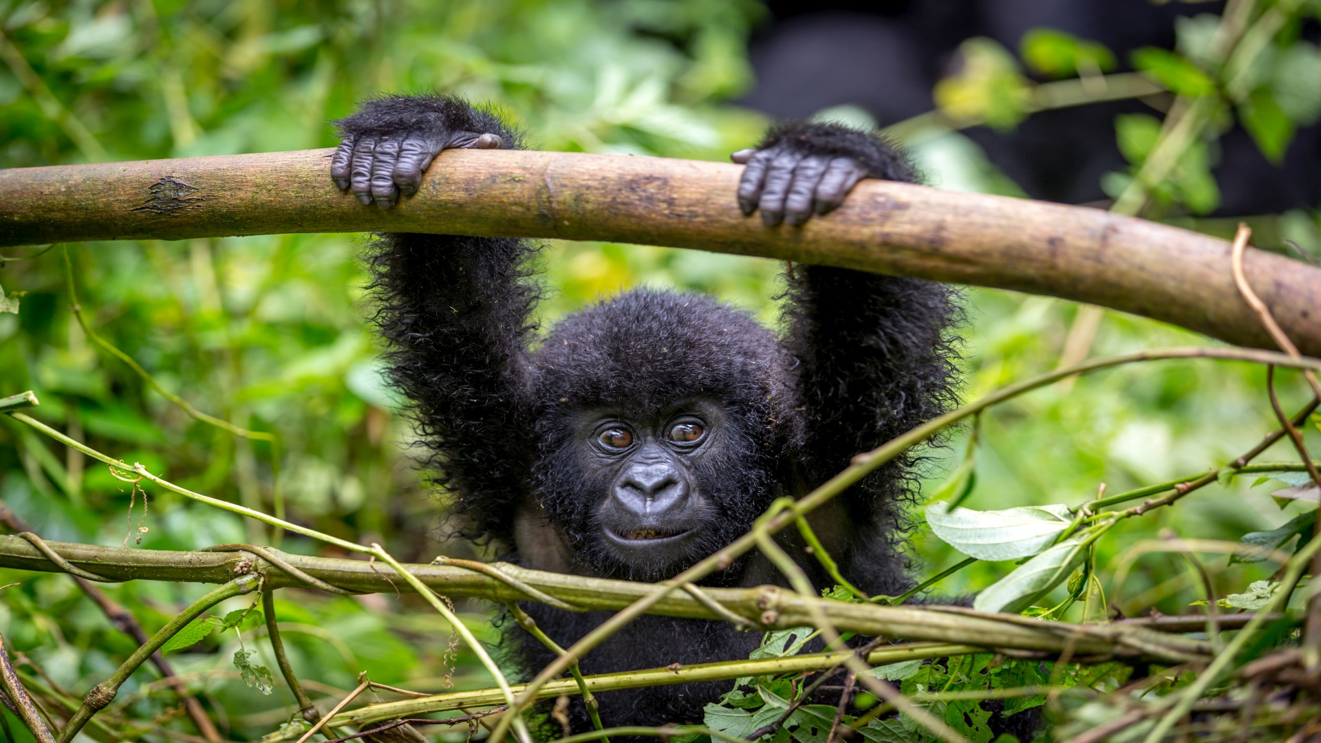 Uganda mit wilder Natur und Tierwelt