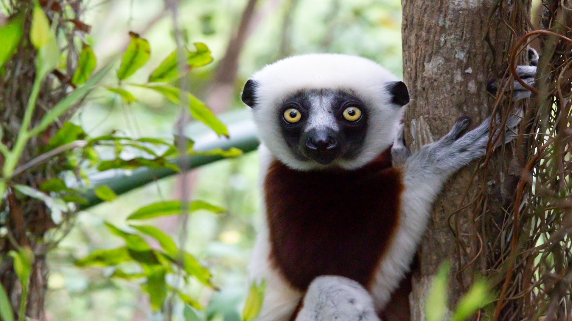 Madagaskar mit Lemur