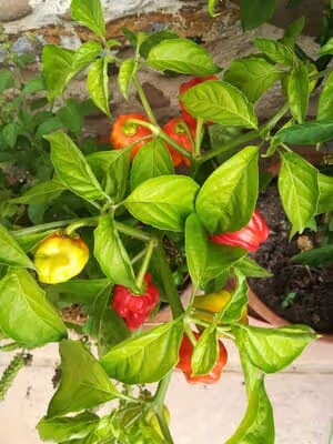 Piment antillais