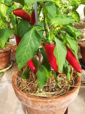 Piment de Cayenne