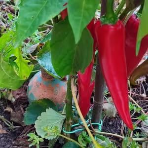 Poivrons corno di toro rouge