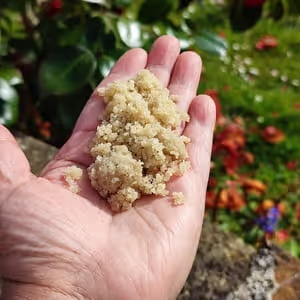 Le sel et la lacto-fermentation des fruits et légumes
