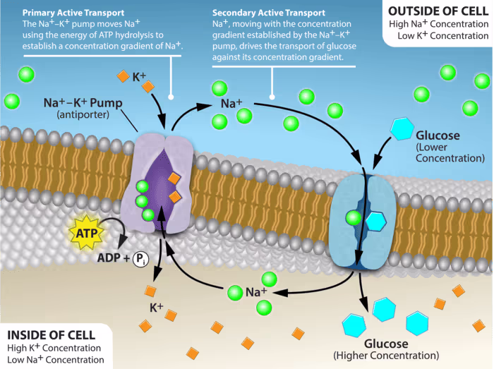 Coupe transversale d'une membrane plasmique bactérienne