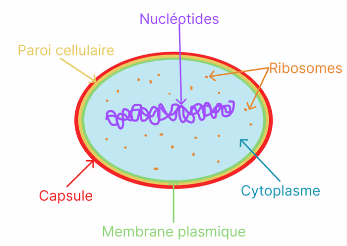 Cellule d'une bactérie lactique