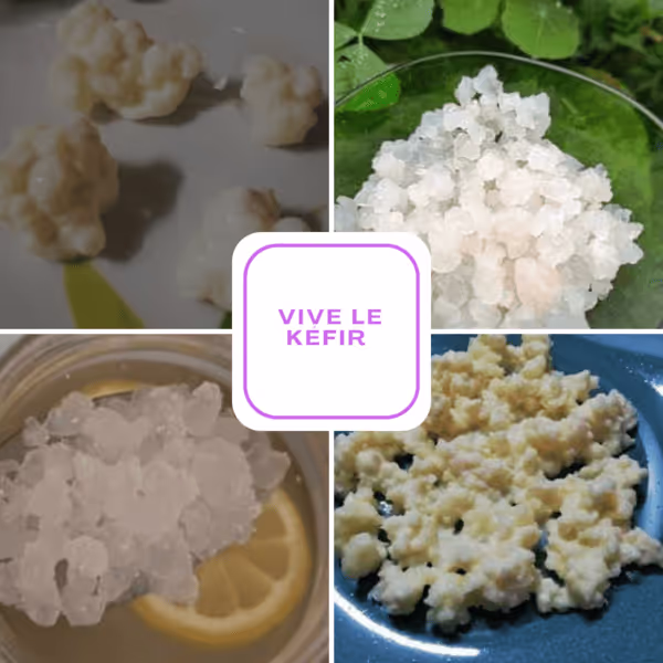 Kéfir - Des grains à la boisson