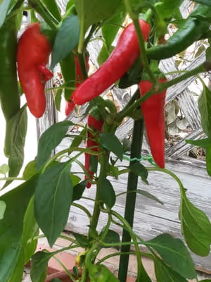 Culture piment d'Espelette