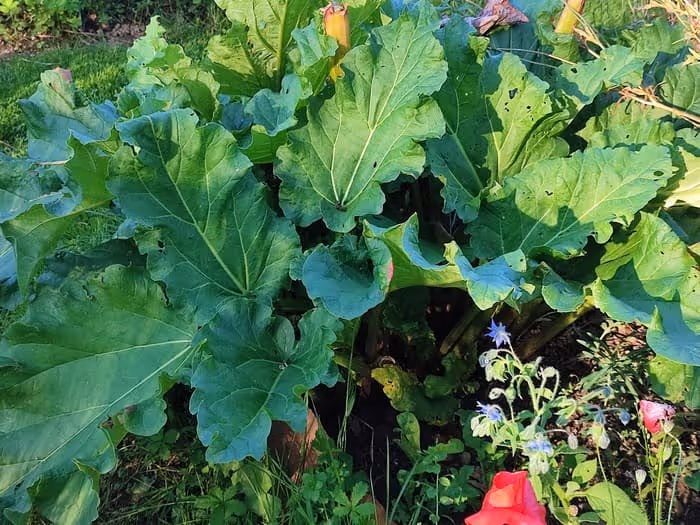La rhubarbe conservée dans l'eau