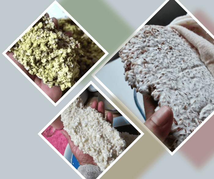 Sources de bactéries lactiques fructophiles