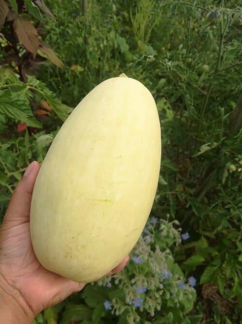 Courgette blanche de Virginie
