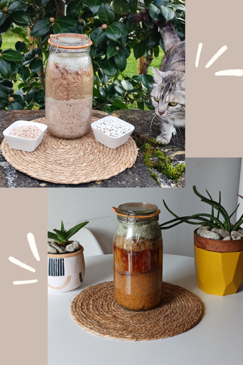 Miso en tout début de fermentation et avant l'ouverture du bocal