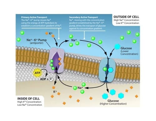 Transport du glucose à travers la membrane plasmique