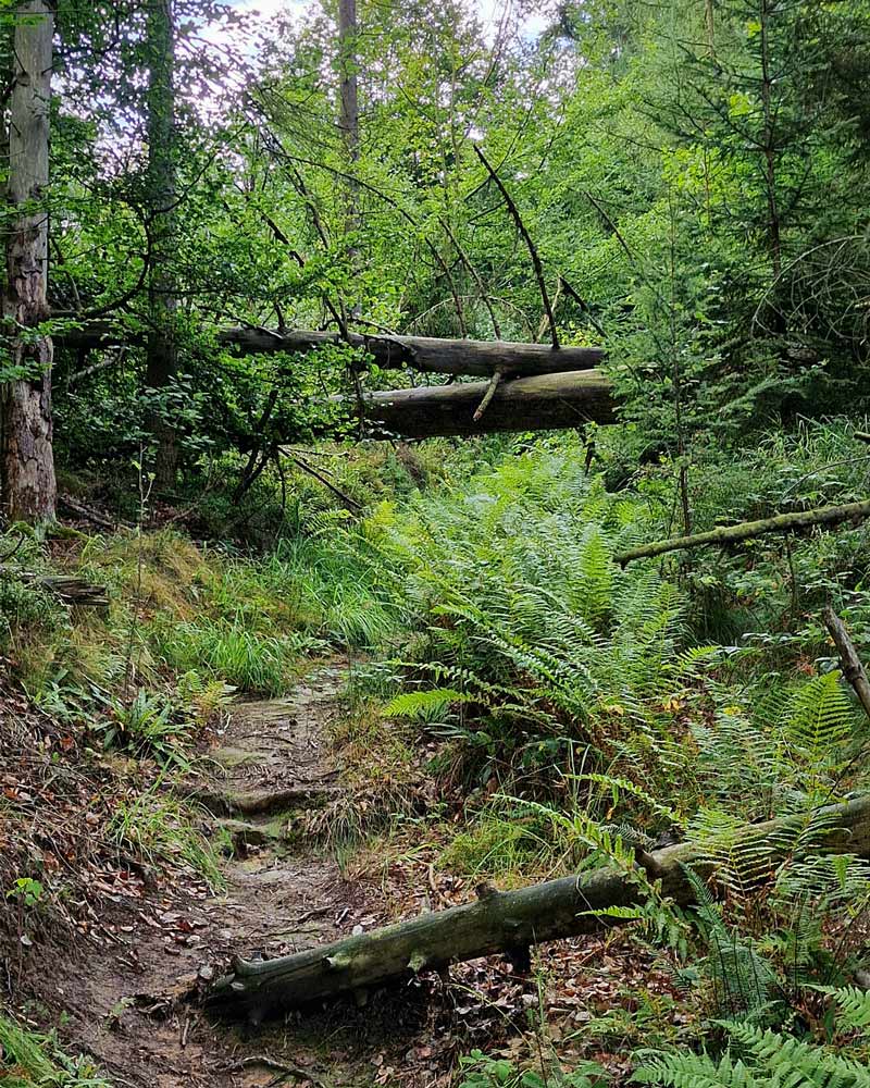 Schmaler, ansteigender Waldpfad mit Wurzelstufen, darüber liegen zwei abgestorbene Baumstämme quer über dem Weg.