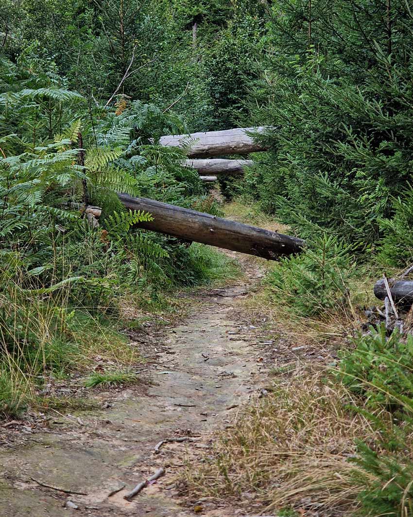 Sandiger Waldweg zwischen jungen Fichten und Farn, ein abgestorbener Baumstamm ragt schräg über den Pfad.