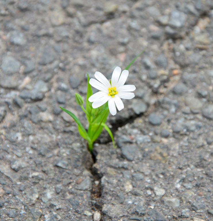 a daisy flower growing from concrete