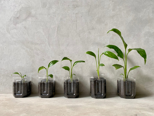 A photo of five potted plants. The plants increase in height from right to left.