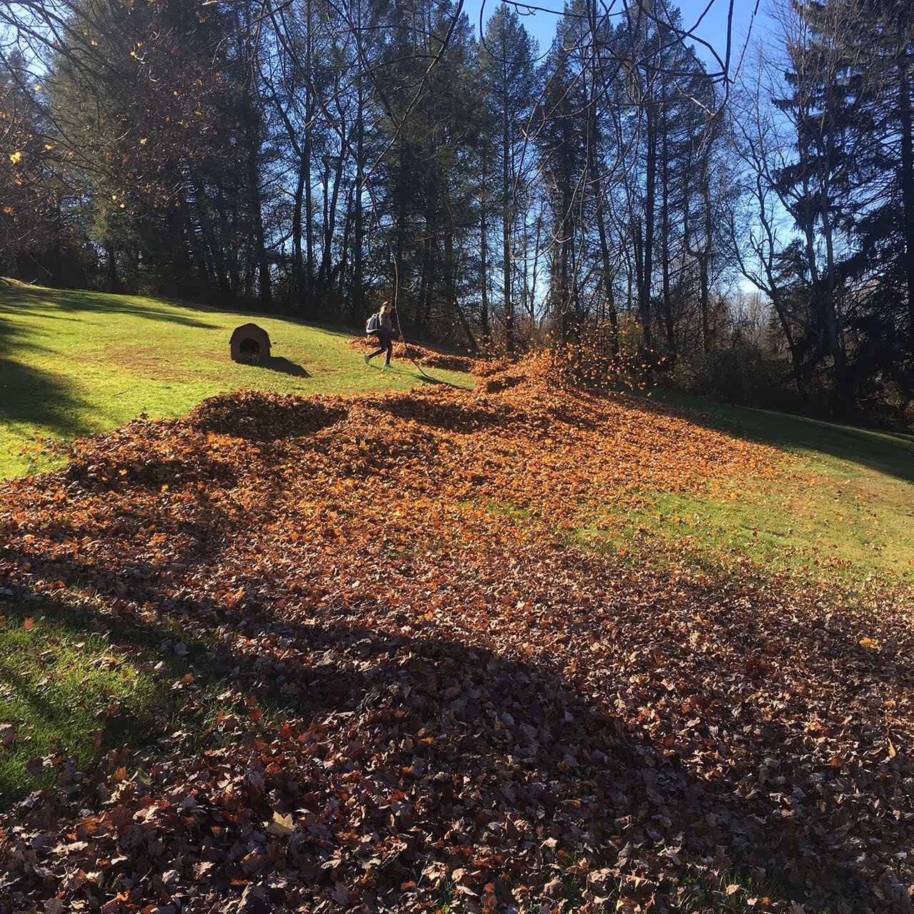 Fall leaf cleanup service removing heavy leaf buildup by Higher Ground Property Management LLC in Red Hook NY
