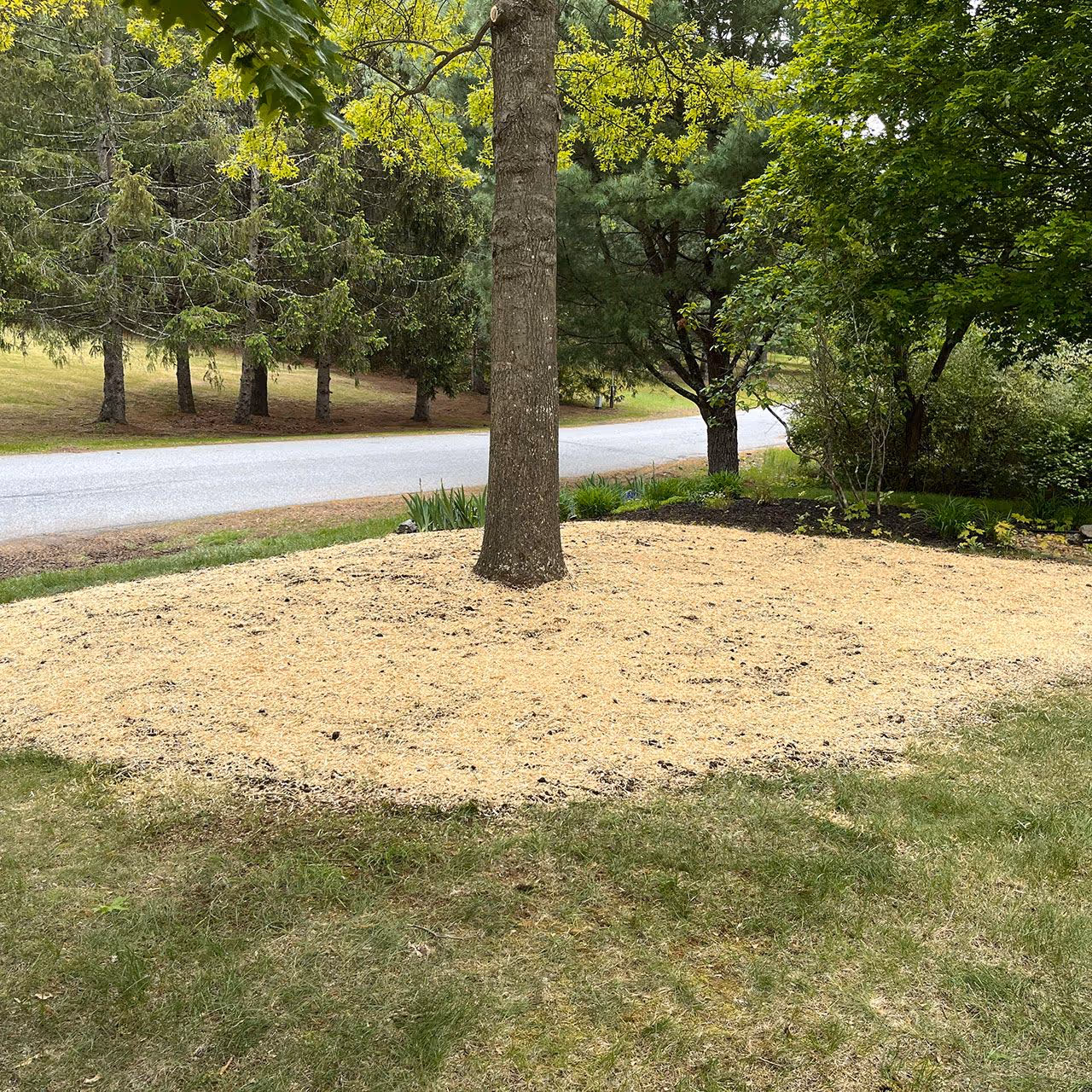 Front yard landscaping with mulch and planting example