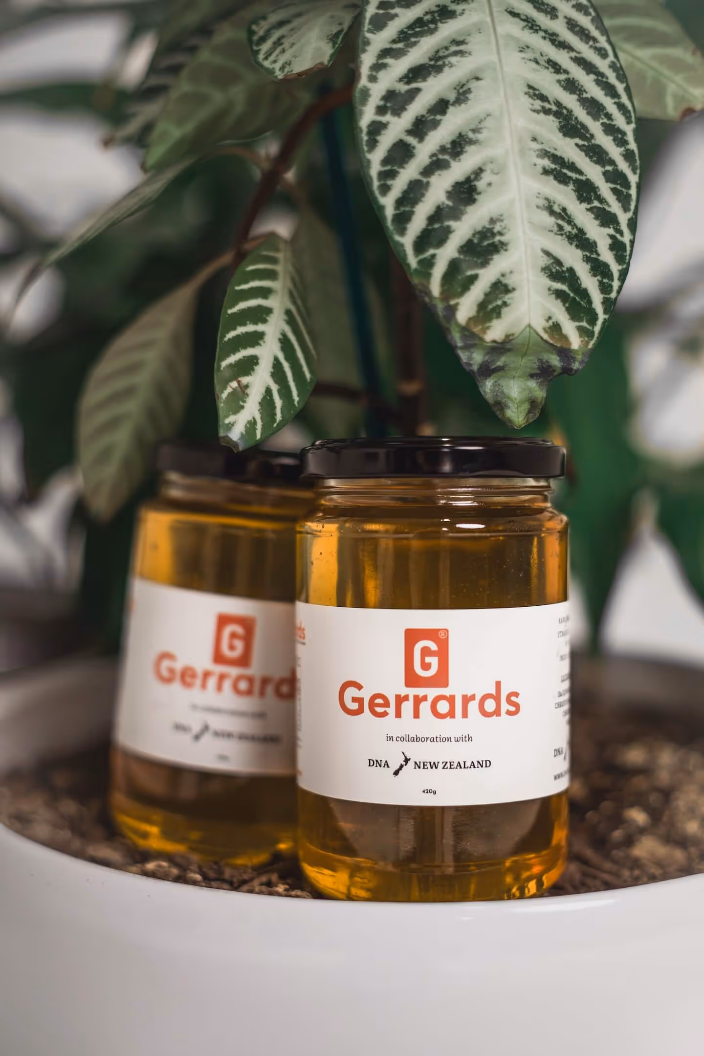 Two jars of Gerrards honey with black lids placed in a white pot with a green leafy plant.
