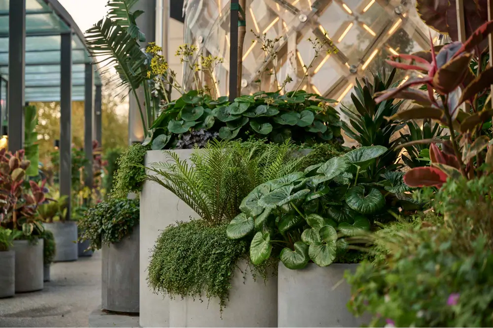 Concrete planters filled with various green foliage plants arranged in an outdoor garden area with modern glass and metal structures in the background.
