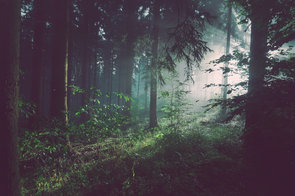 Chemin en forêt, nature apaisante pour se ressourcer en tant qu'aidant