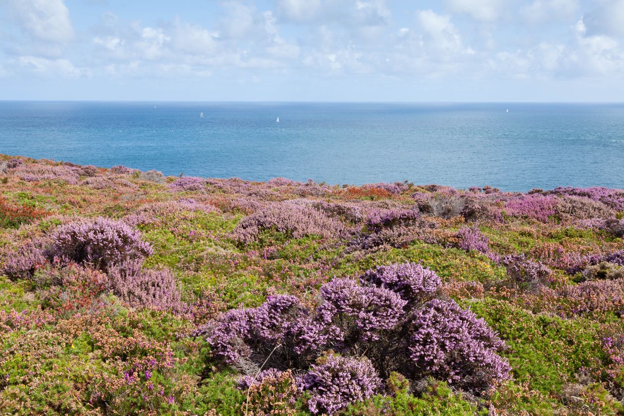 Lande de bruyère violette sur la côte bretonne face à la mer, au cap Fréhel, pour un week-end nature près de Saint-Brieuc