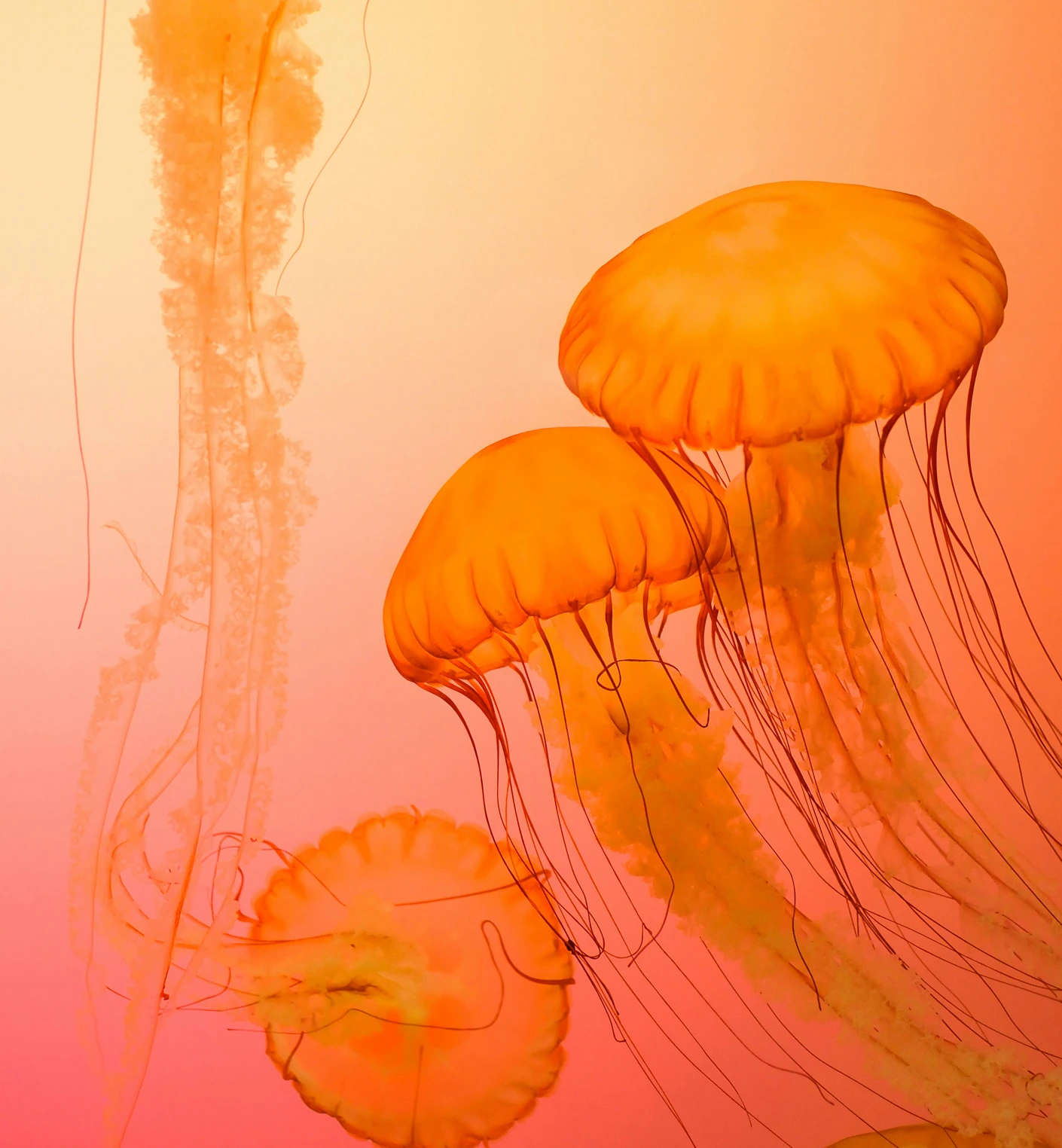 idotive-service-v3-strategy