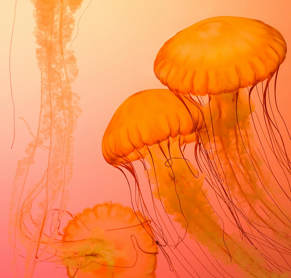 idotive-service-image-5